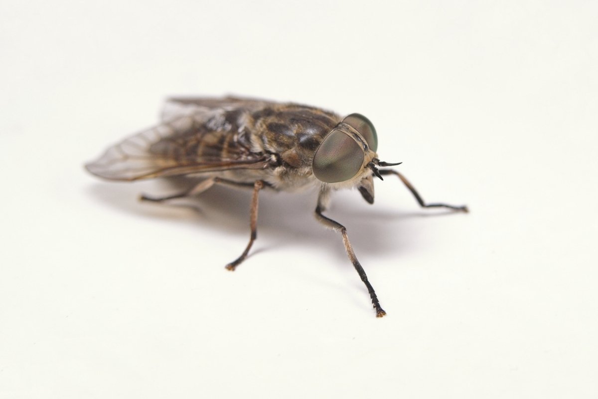 horse fly control