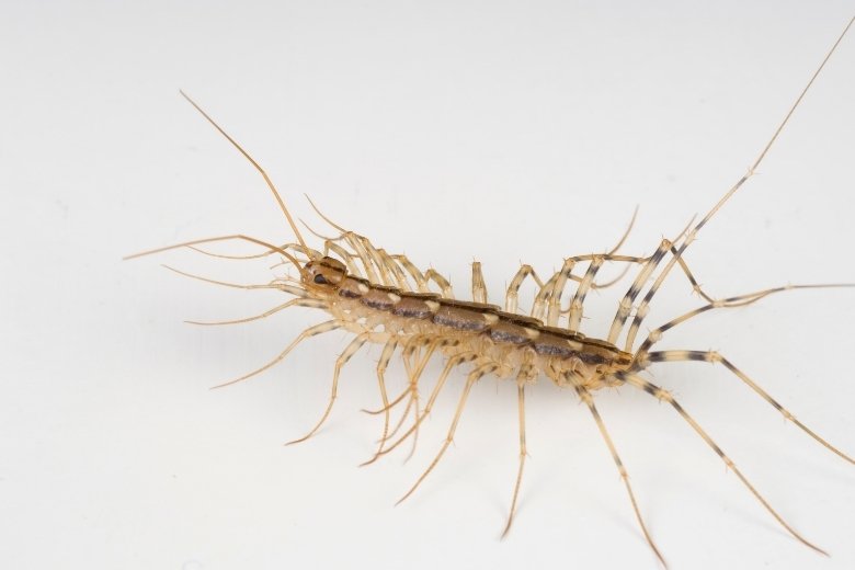 house centipede