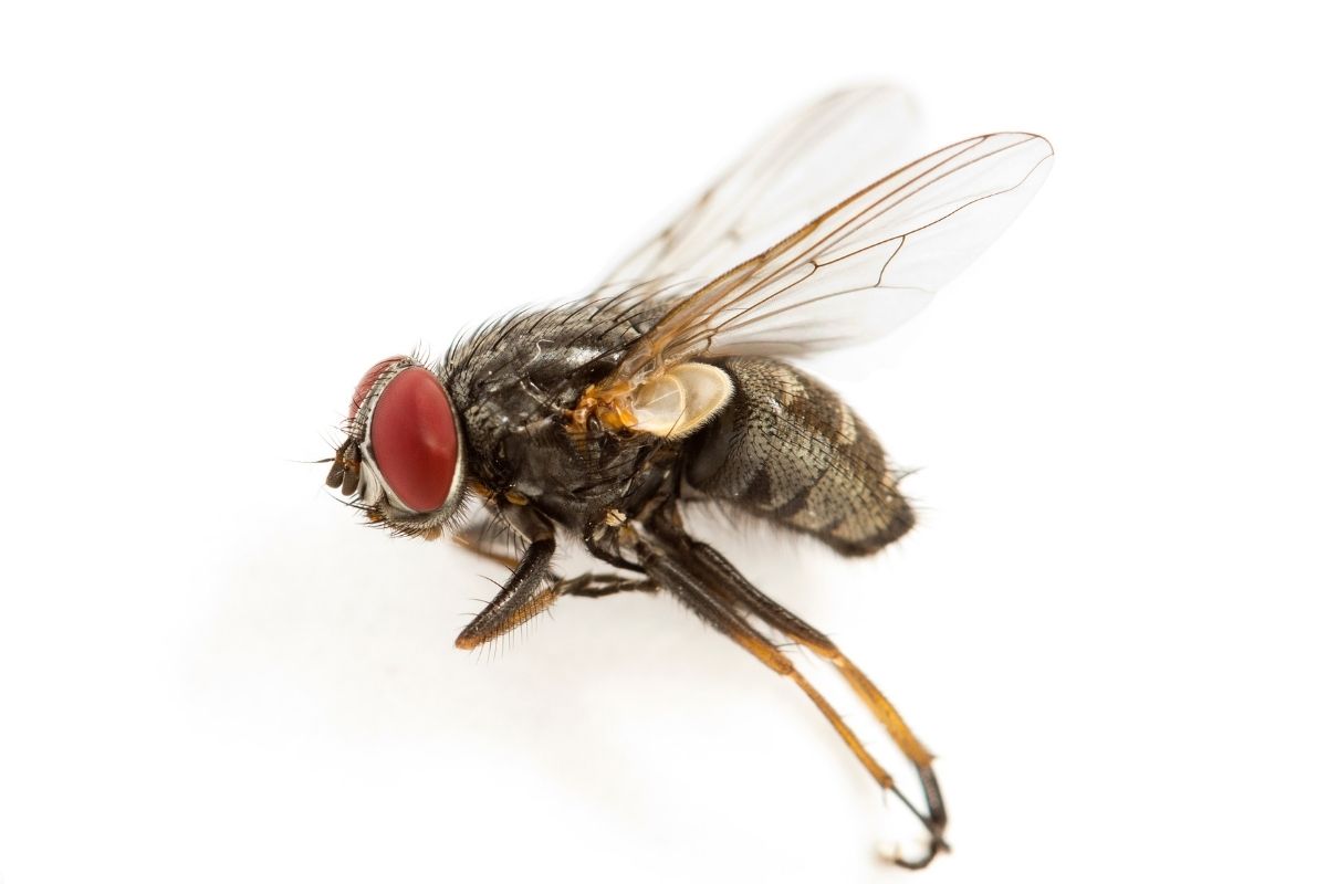 house fly control