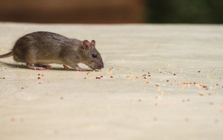 house mouse