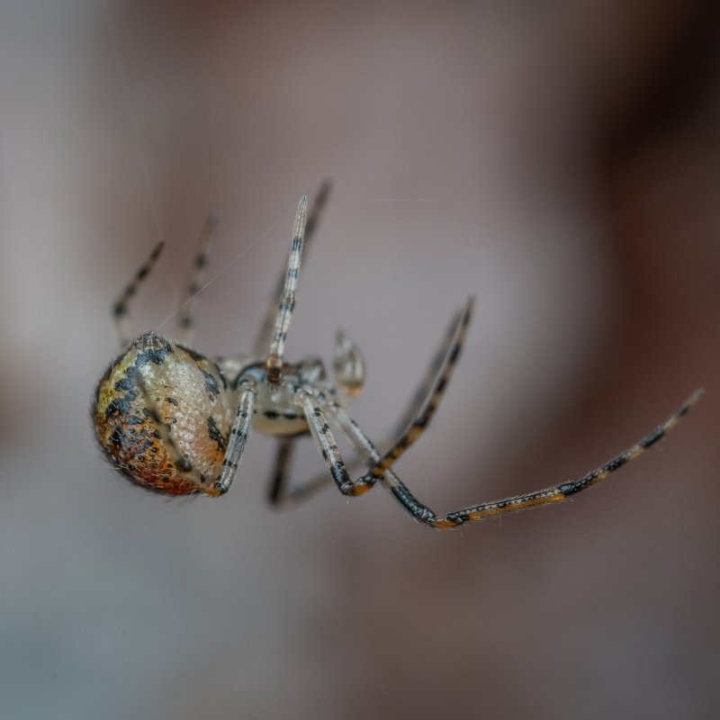 house spider control