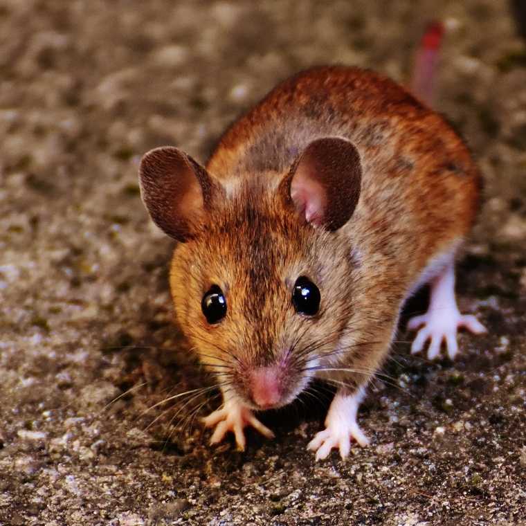 howard county md pest control and exterminator services
