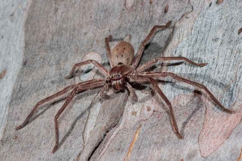 huntsman spider control