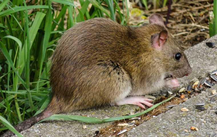 What Do Rats Look Like Miche Pest Control