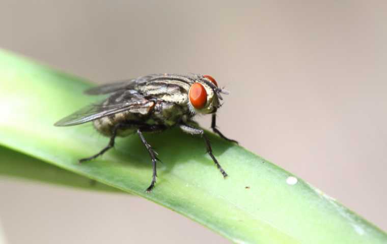What do house flies eat discount