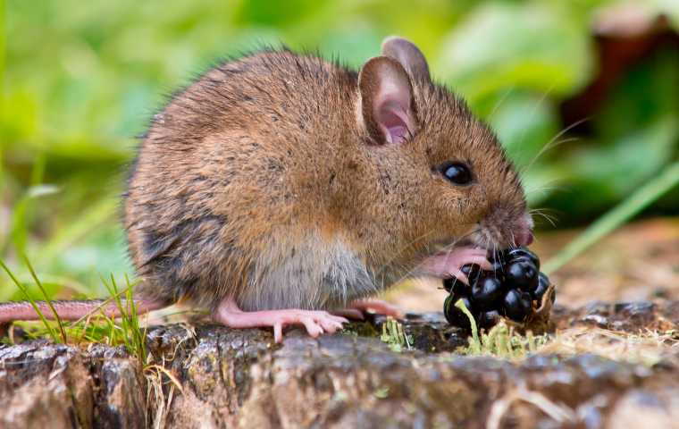 Is a mouse a herbivore discount