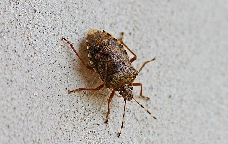 Why Stink Bugs Infest Homes And How To Keep Them Away Miche Pest Control