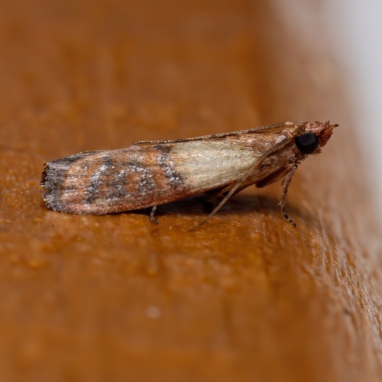 indian meal moth control