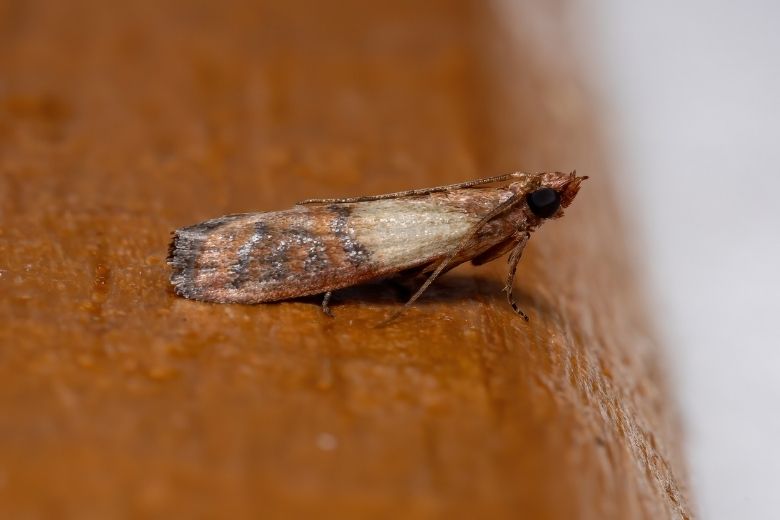 indian meal moth control