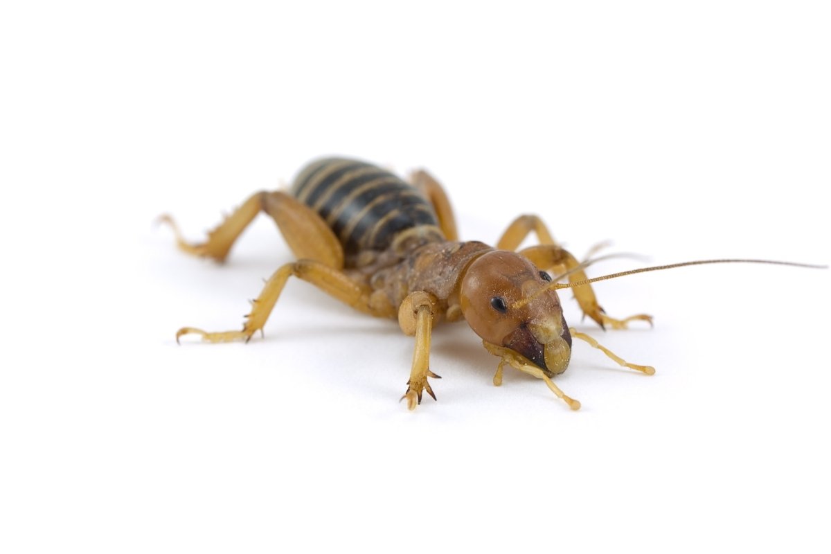 jerusalem cricket control