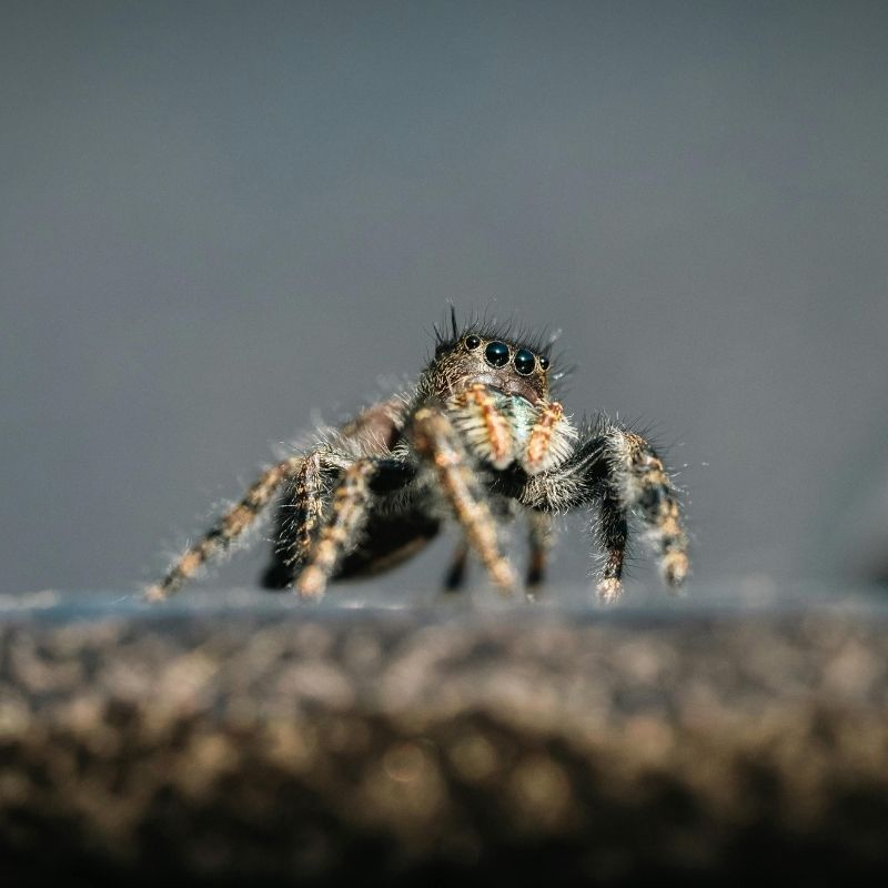 jumping spider control