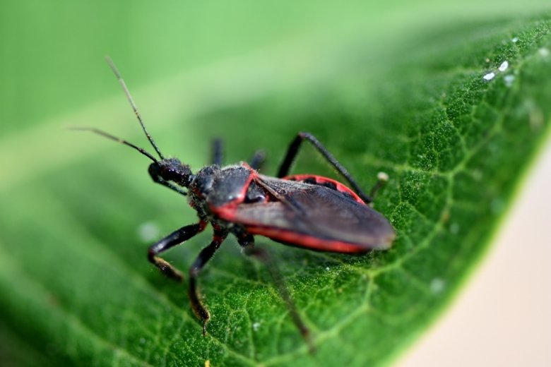 kissing bug control