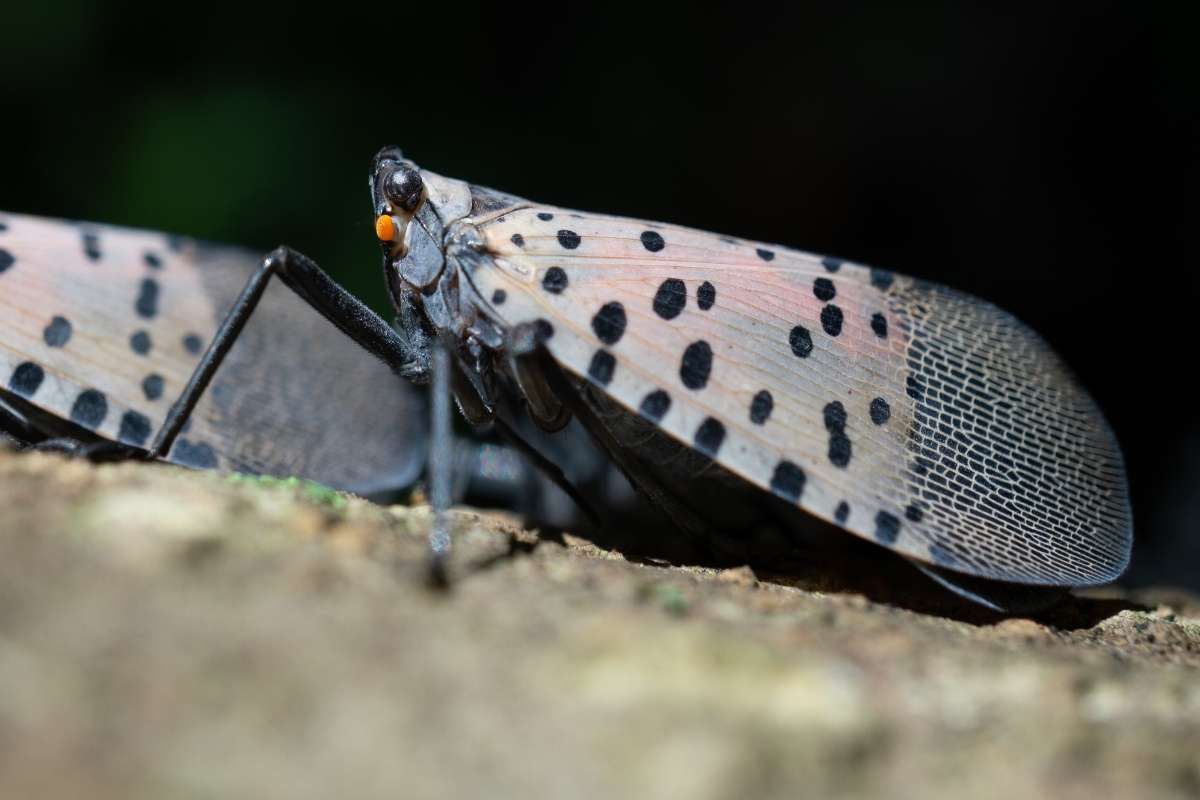lanternfly control