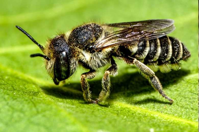 leafcutter bee control