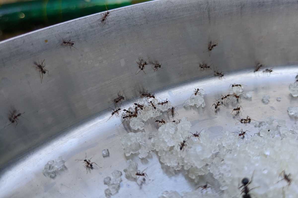 little black ant control