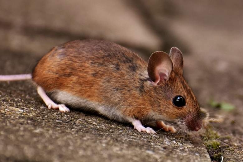 maryland pest control services