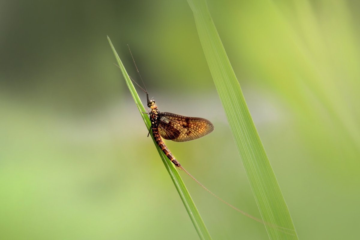 mayfly control