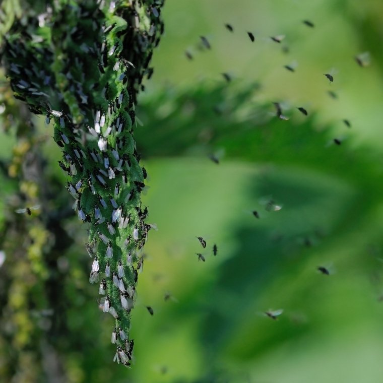midge control