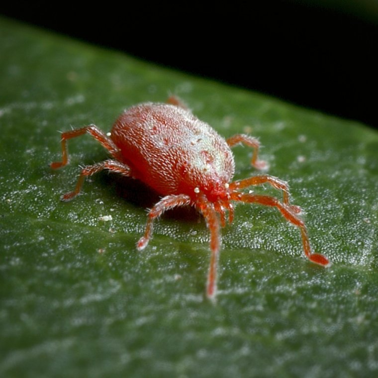 mite control