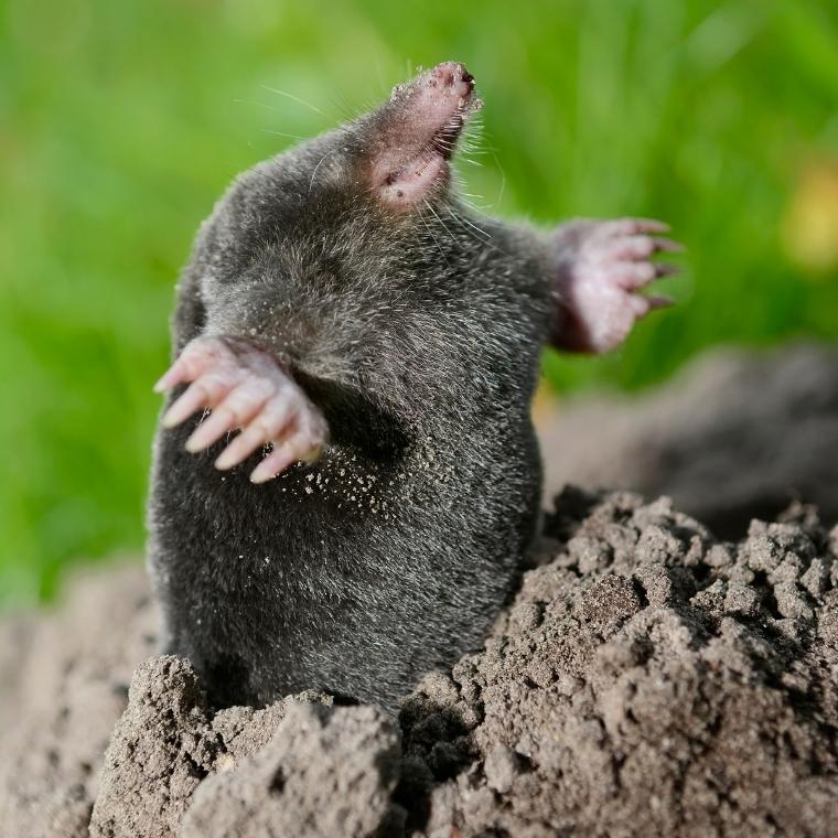 mole control