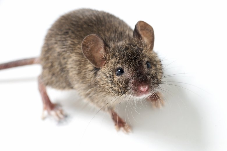 montgomery county md pest control services