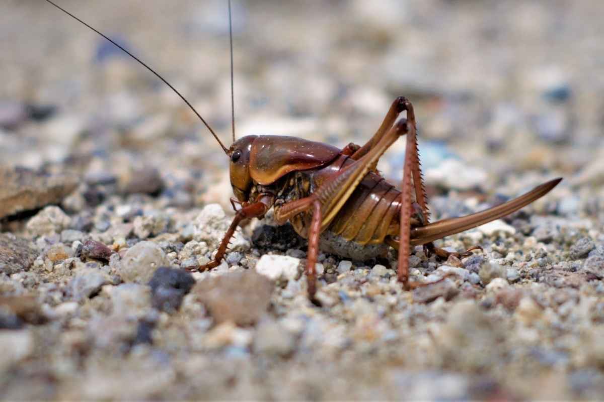 mormon cricket control