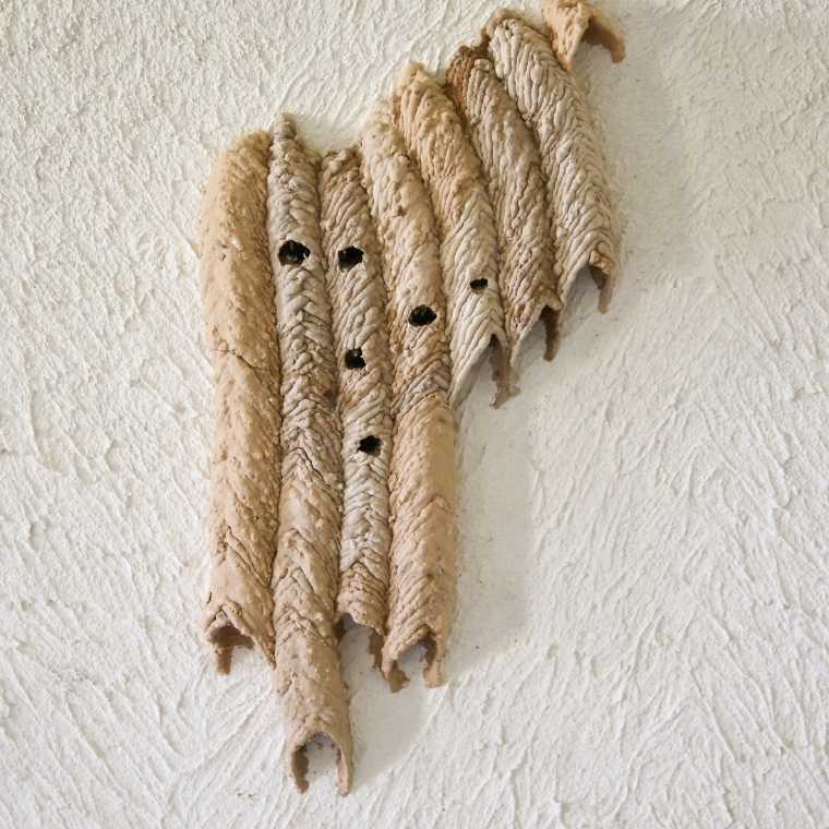 mud dauber wasp control