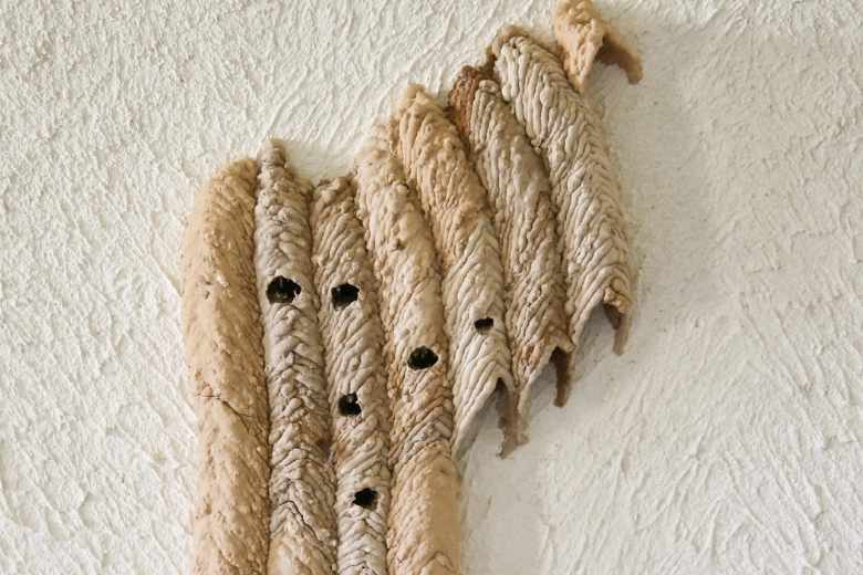 mud dauber wasp control