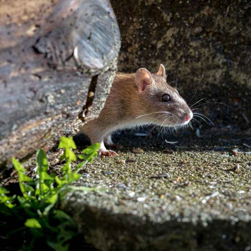 norway rat control
