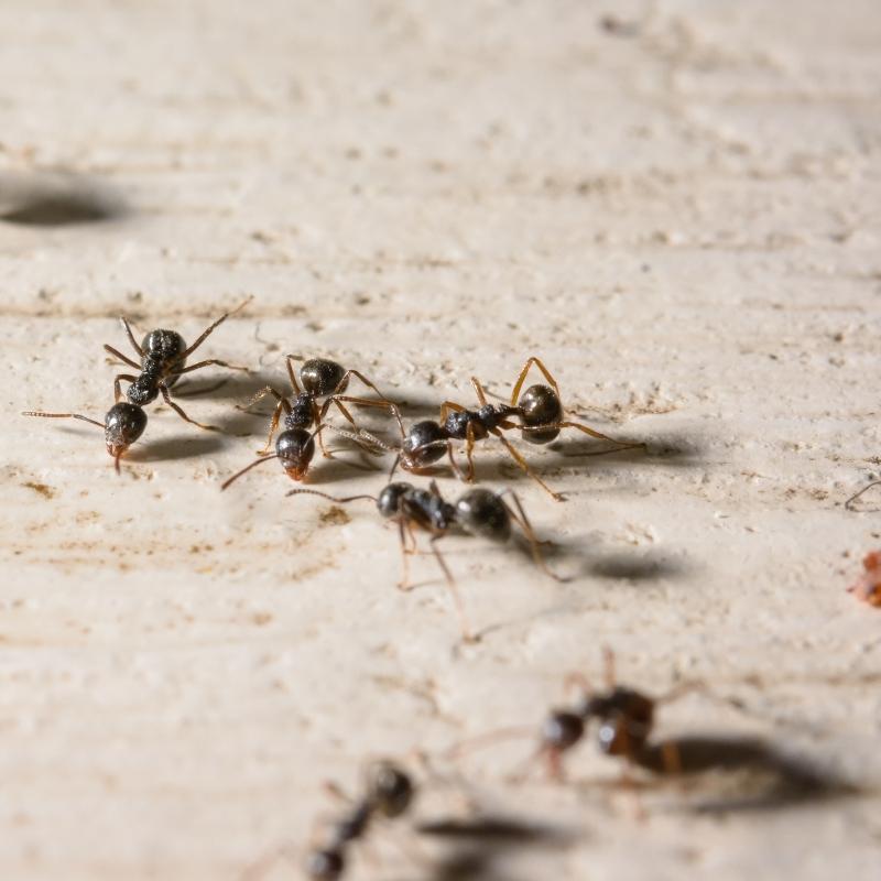 odorous house ant control