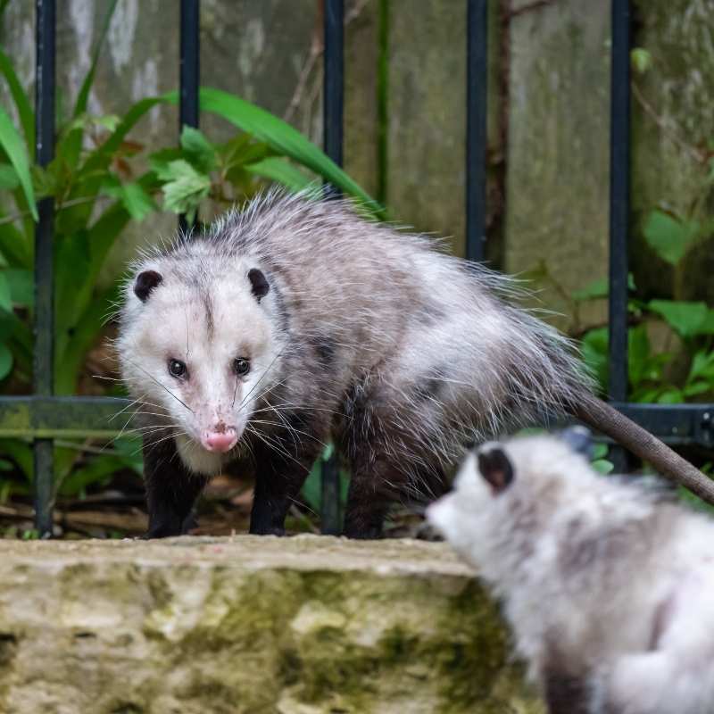 opossum control