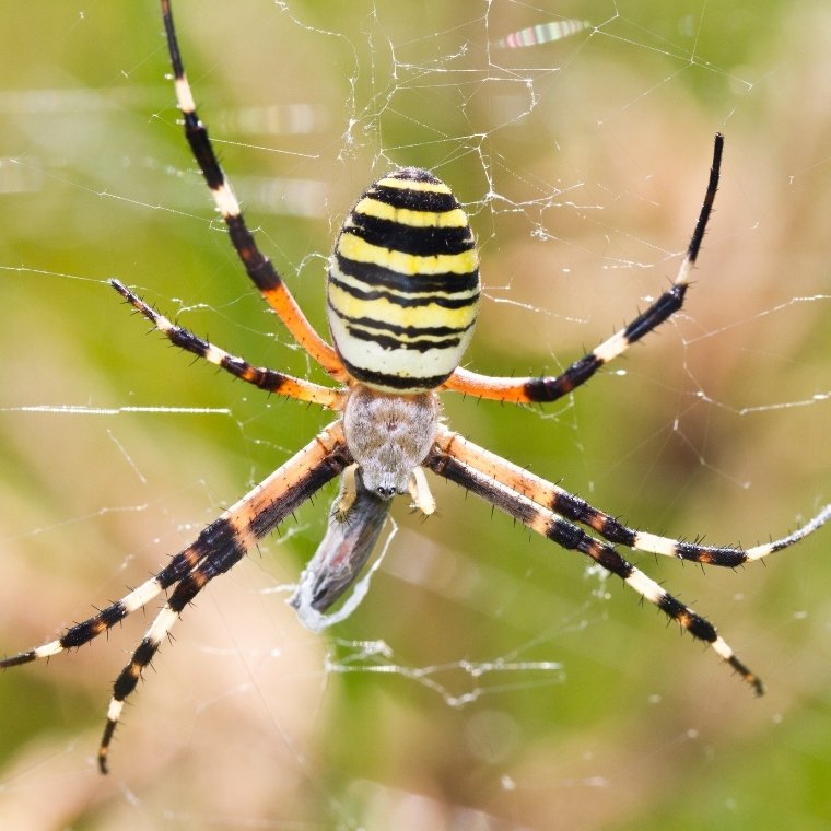 orb weaver spider control