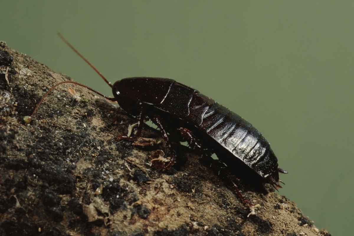 oriental cockroach control
