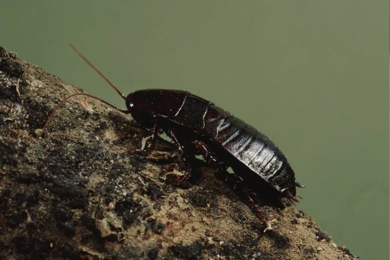 oriental cockroach