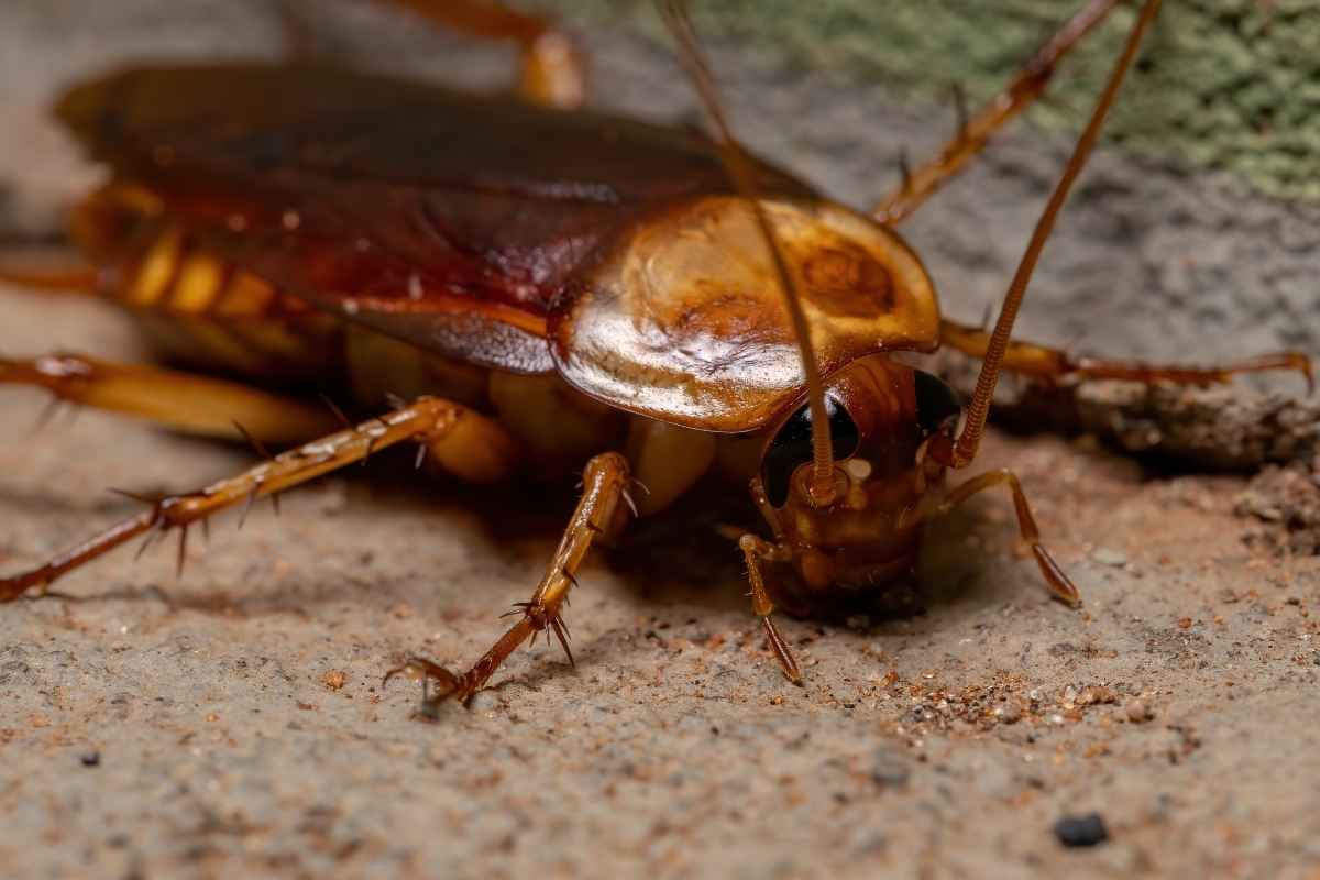 palmetto bug control