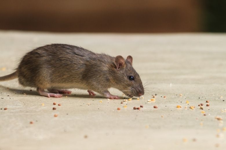 pasadena md pest control