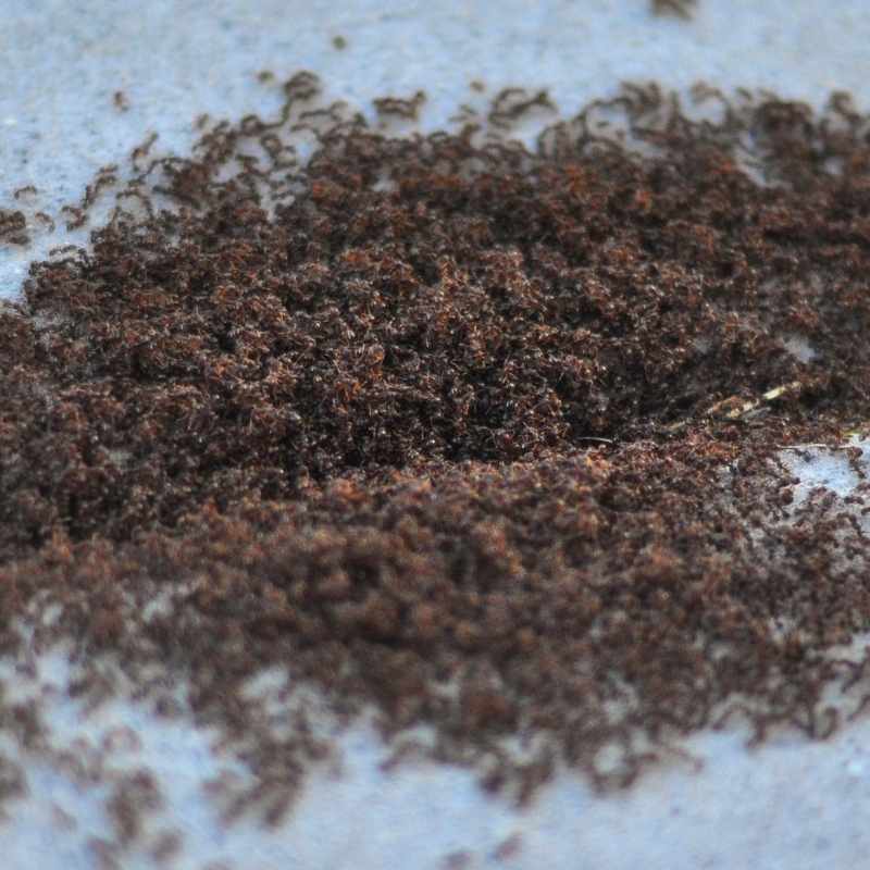 pavement ant control