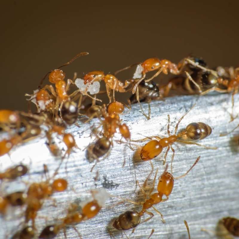 pharaoh ant control