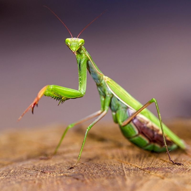 praying mantis