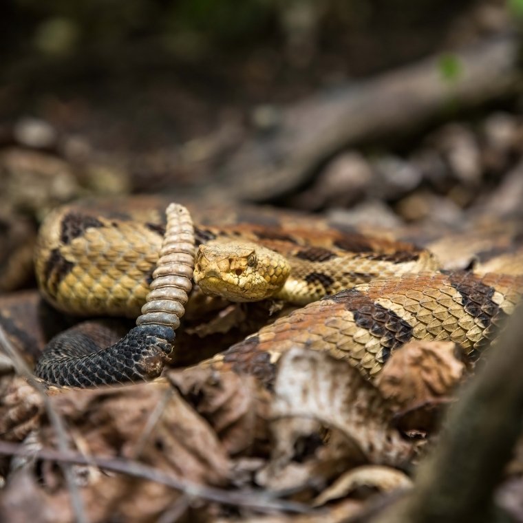 rattlesnake control