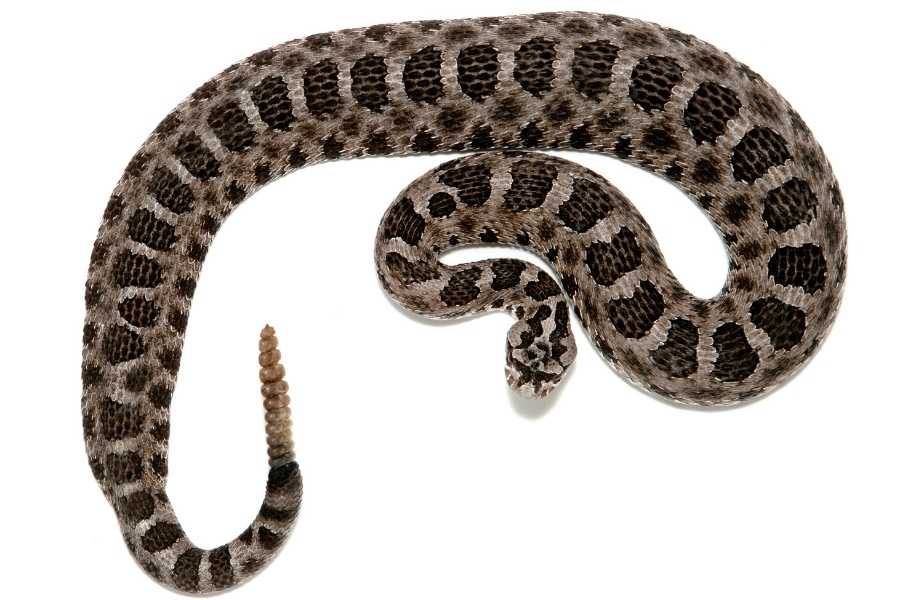 rattlesnake control