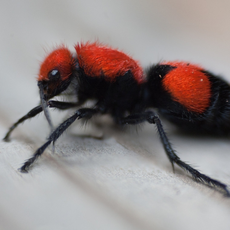 red velvet ant control