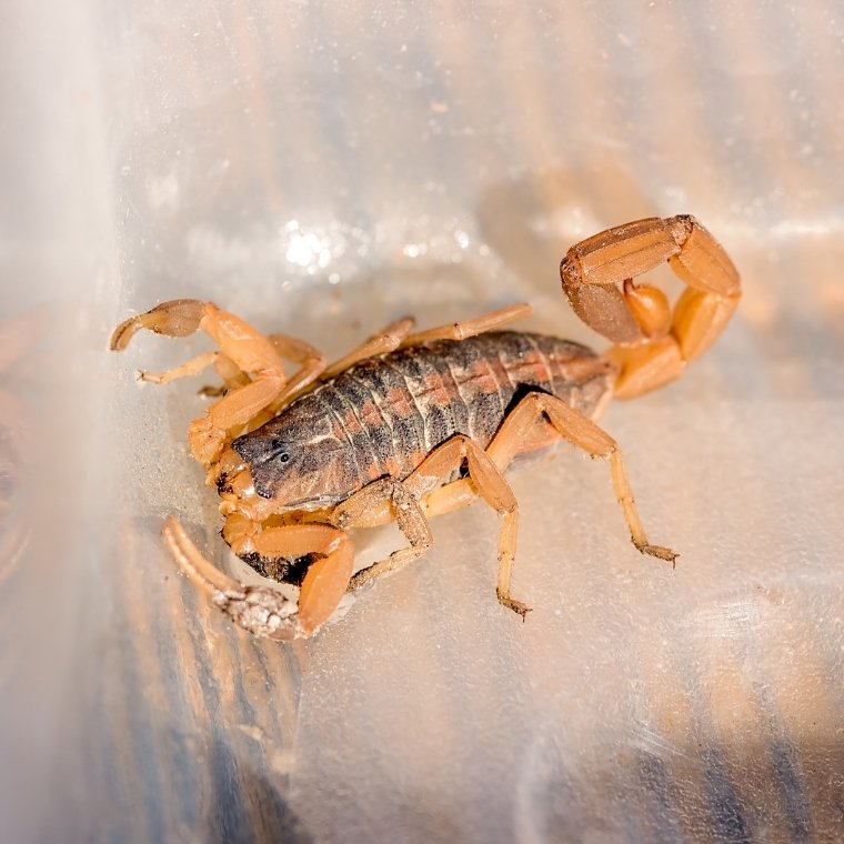 scorpion control