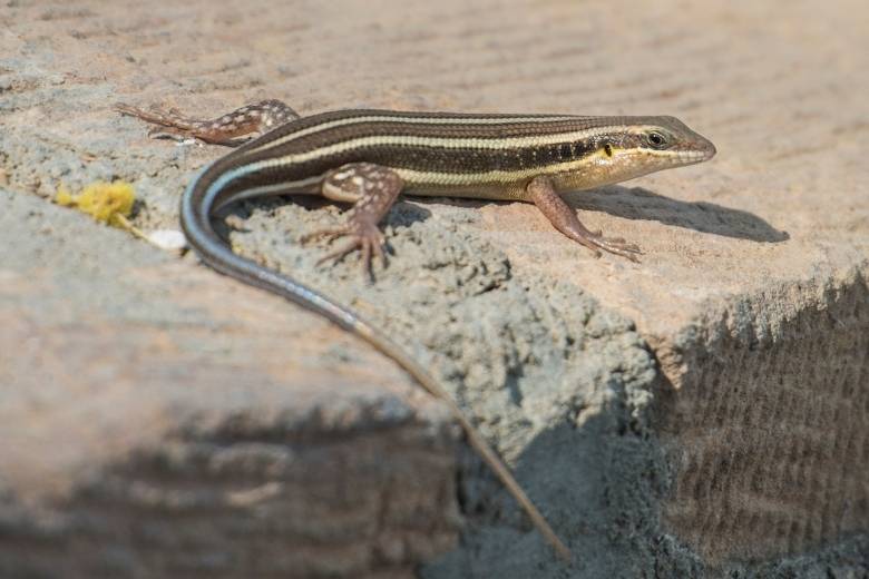 skink control