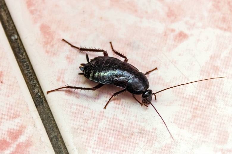 smokybrown cockroach