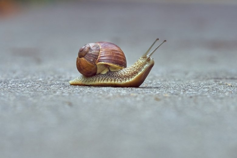 snail control