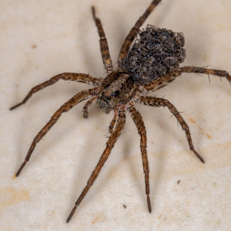 spider control