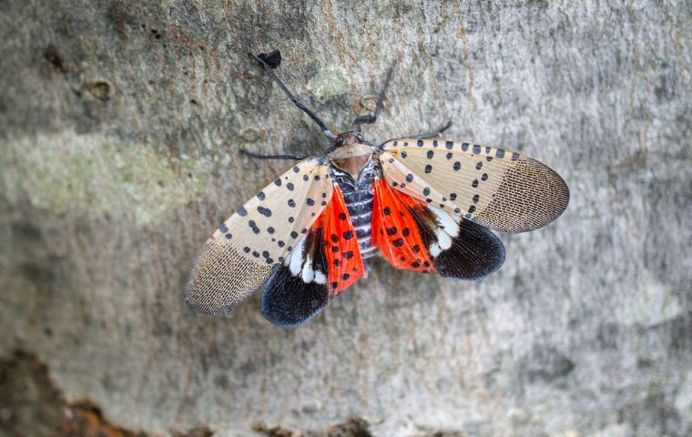 spotted lanternfly