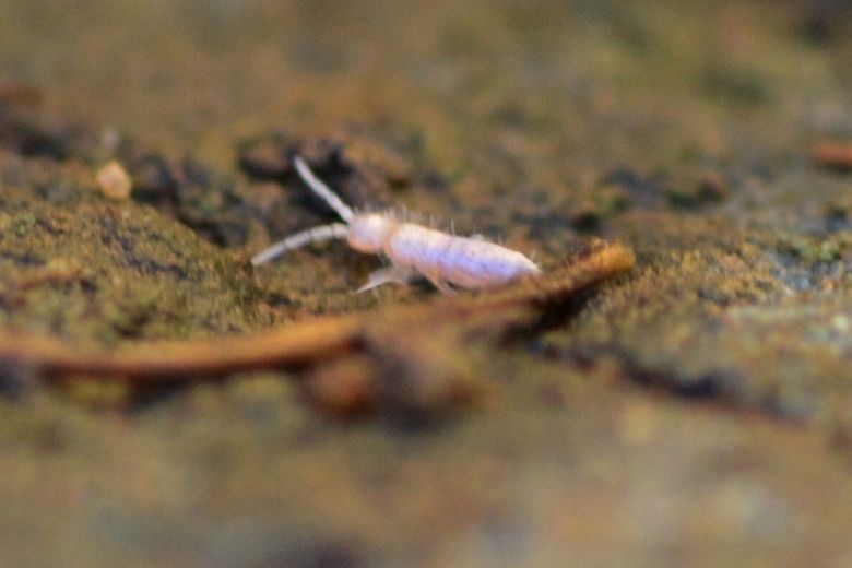 springtail control