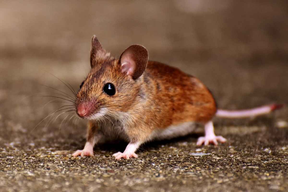 stafford county va pest control and exterminator services